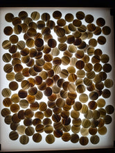 Load image into Gallery viewer, #C416 - Size 20 Slate and Shell Go Stones (Japanese) and Go Bowls Set (Chestnut)