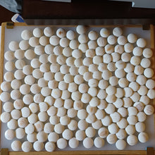 Load image into Gallery viewer, Size 20 Hamaguri Clamshell Set - M Chestnut - #C098