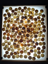 Load image into Gallery viewer, #C441 - Antique Slate &amp; Shell Set - Box - Chestnut - Japanese Clamshell