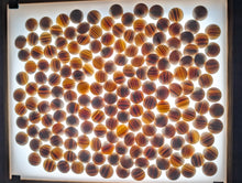 Load image into Gallery viewer, #C467 - Size 31 Go Stones (Japanese Clamshell) and Go Bowls (Limba?) Set - Suwabute