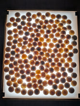 Load image into Gallery viewer, #C467 - Size 31 Go Stones (Japanese Clamshell) and Go Bowls (Limba?) Set - Suwabute