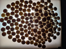 Load image into Gallery viewer, #C509 - Size 34 Slate and Shell (Mexico) and Go Bowls (Quince) Set