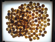 Load image into Gallery viewer, #C523 - Size 18 Slate &amp; Shell Set - Japanese Clamshell - Rosewood Bowls