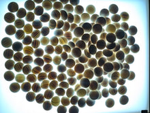 Load image into Gallery viewer, #C528 - Size 31 Go Stones and Go Bowls (Yellow Cypress?) Set
